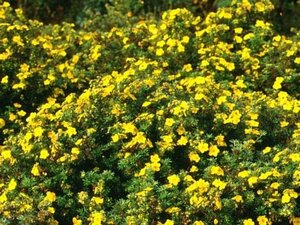 Potentilla f. 'Goldfinger' geen maat specificatie cont. 2,0L - afbeelding 4