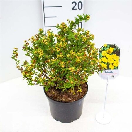 Potentilla f. 'Hachmann's Gigant' 25-30 cm cont. 3,0L