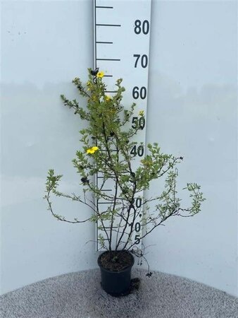 Potentilla f. 'Klondike' 40-60 cm cont. 1,3L