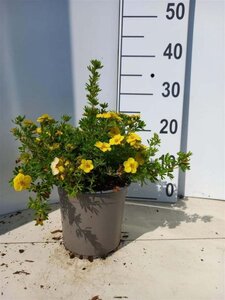 Potentilla f. 'Kobold' 20-25 cm cont. 1,5L