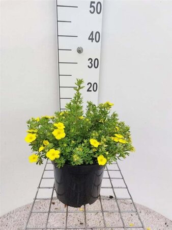 Potentilla f. 'Kobold' 30 cm cont. 3,0L