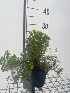 Potentilla f. 'Kobold' geen maat specificatie cont. 1,3L - afbeelding 1