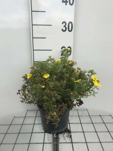 Potentilla f. 'Kobold' geen maat specificatie cont. 1,3L - afbeelding 2