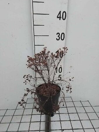 Potentilla f. 'Kobold' geen maat specificatie cont. 1,3L - afbeelding 6