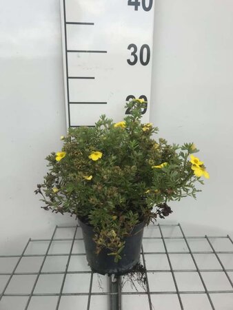 Potentilla f. 'Kobold' geen maat specificatie cont. 1,3L - afbeelding 4