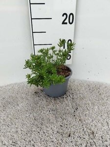 Potentilla f. 'Kobold' geen maat specificatie cont. 1,3L - afbeelding 5