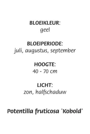 Potentilla f. 'Kobold' geen maat specificatie cont. 3,0L - afbeelding 1