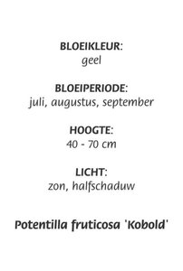 Potentilla f. 'Kobold' geen maat specificatie cont. 3,0L - afbeelding 1