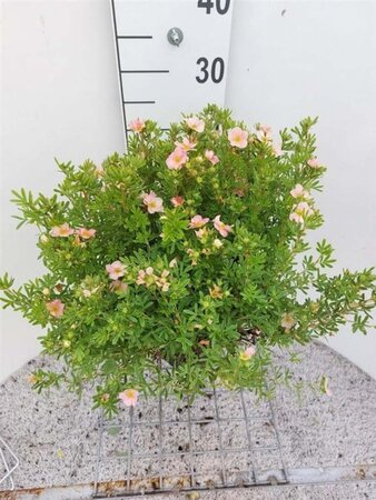 Potentilla f. Lovely Pink 30 cm cont. 3,0L