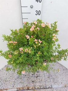 Potentilla f. Lovely Pink 30 cm cont. 3,0L