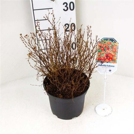 Potentilla f. 'Marrob' 25-30 cm cont. 3,0L