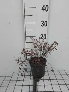 Potentilla f. Marian Red Robin geen maat specificatie cont. 1,3L - afbeelding 3