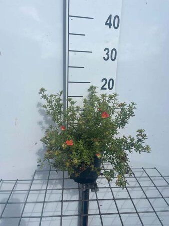 Potentilla f. Marian Red Robin geen maat specificatie cont. 1,3L - afbeelding 1