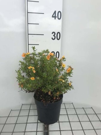 Potentilla f. Marian Red Robin geen maat specificatie cont. 1,3L - afbeelding 2