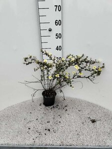 Potentilla f. 'Primrose Beauty' 25-30 cm cont. 1L