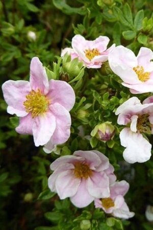 Potentilla f. 'Pretty Polly' geen maat specificatie cont. 3,0L - afbeelding 1