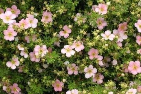 Potentilla f. 'Pretty Polly' geen maat specificatie cont. 3,0L - afbeelding 2