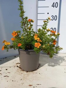 Potentilla f. 'Red Ace' 20-25 cm cont. 1,5L - afbeelding 1