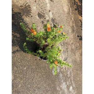 Potentilla f. 'Red Ace' 20-25 cm cont. 1,5L - afbeelding 2