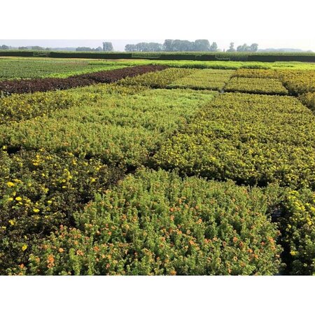 Potentilla f. 'Red Ace' 20-25 cm cont. 1,5L - afbeelding 3