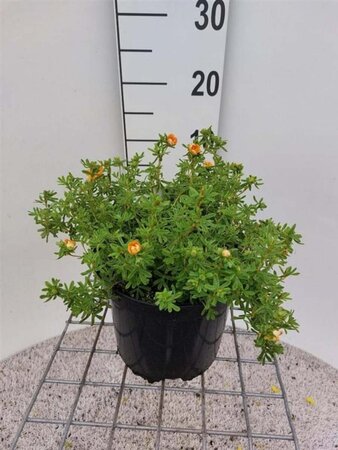 Potentilla f. 'Red Ace' 25-30 cm cont. 3,0L - afbeelding 4