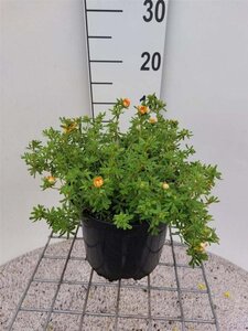 Potentilla f. 'Red Ace' 25-30 cm cont. 3,0L - afbeelding 4