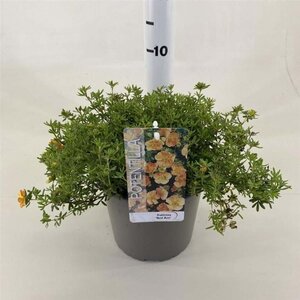 Potentilla f. 'Red Ace' 25-30 cm cont. 3,0L - afbeelding 1