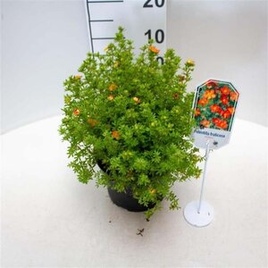 Potentilla f. 'Red Ace' 25-30 cm cont. 3,0L - afbeelding 3