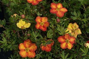 Potentilla f. 'Red Ace' geen maat specificatie cont. 2,0L - afbeelding 1