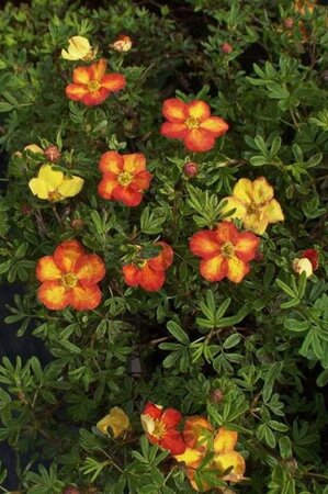 Potentilla f. 'Red Ace' geen maat specificatie cont. 2,0L - afbeelding 2