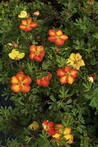 Potentilla f. 'Red Ace' geen maat specificatie cont. 2,0L - afbeelding 2