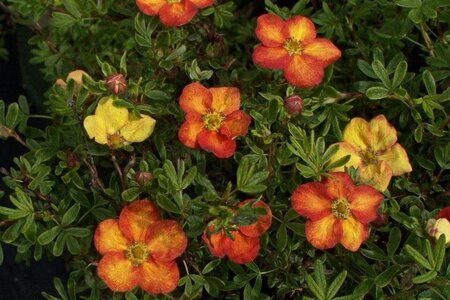 Potentilla f. 'Red Ace' geen maat specificatie cont. 3,0L - afbeelding 1