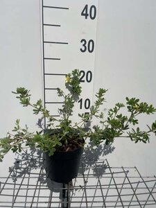 Potentilla f. 'Tilford Cream' geen maat specificatie cont. 1,3L - afbeelding 2