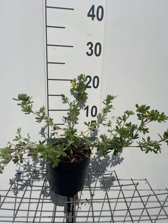 Potentilla f. 'Tilford Cream' geen maat specificatie cont. 1,3L - afbeelding 1