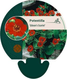 Potentilla 'Gibson's Scarlet' geen maat specificatie 0,55L/P9cm - afbeelding 1