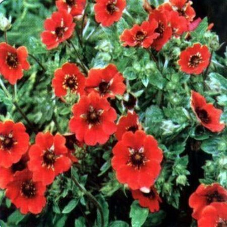 Potentilla 'Gibson's Scarlet' geen maat specificatie 0,55L/P9cm - afbeelding 2