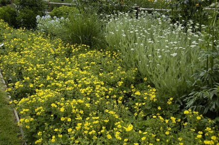 Potentilla megalantha geen maat specificatie 0,55L/P9cm - afbeelding 1