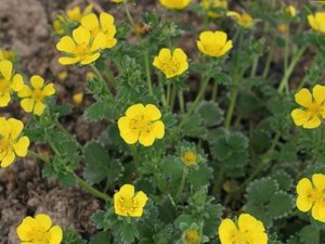 Potentilla megalantha geen maat specificatie 0,55L/P9cm - afbeelding 2