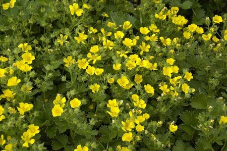 Potentilla megalantha geen maat specificatie 0,55L/P9cm - afbeelding 3