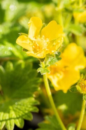 Potentilla megalantha geen maat specificatie 0,55L/P9cm - afbeelding 4