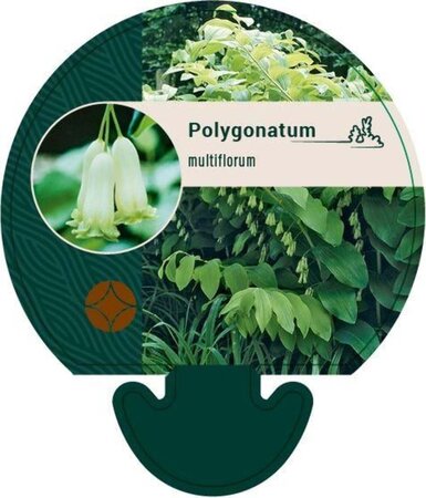 Polygonatum multiflorum geen maat specificatie 0,55L/P9cm - afbeelding 8