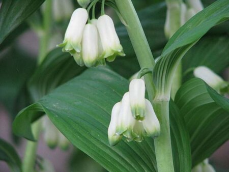 Polygonatum multiflorum geen maat specificatie 0,55L/P9cm - afbeelding 1