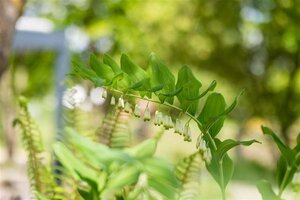 Polygonatum multiflorum geen maat specificatie 0,55L/P9cm - afbeelding 2