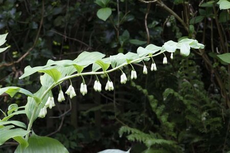 Polygonatum multiflorum geen maat specificatie 0,55L/P9cm - afbeelding 3