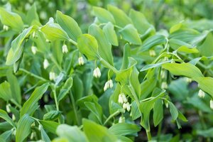 Polygonatum multiflorum geen maat specificatie 0,55L/P9cm - afbeelding 4