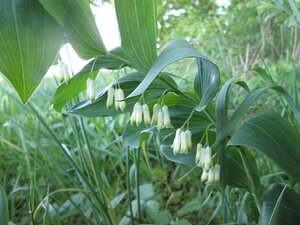 Polygonatum multiflorum geen maat specificatie 0,55L/P9cm - afbeelding 5