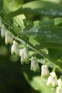 Polygonatum multiflorum geen maat specificatie 0,55L/P9cm - afbeelding 7