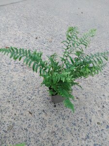 Polystichum munitum geen maat specificatie 0,55L/P9cm