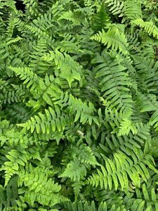 Polystichum munitum geen maat specificatie 0,55L/P9cm - afbeelding 4