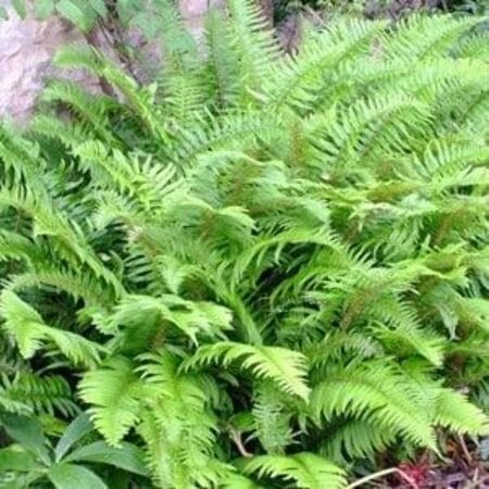 Polystichum munitum geen maat specificatie 0,55L/P9cm - afbeelding 3